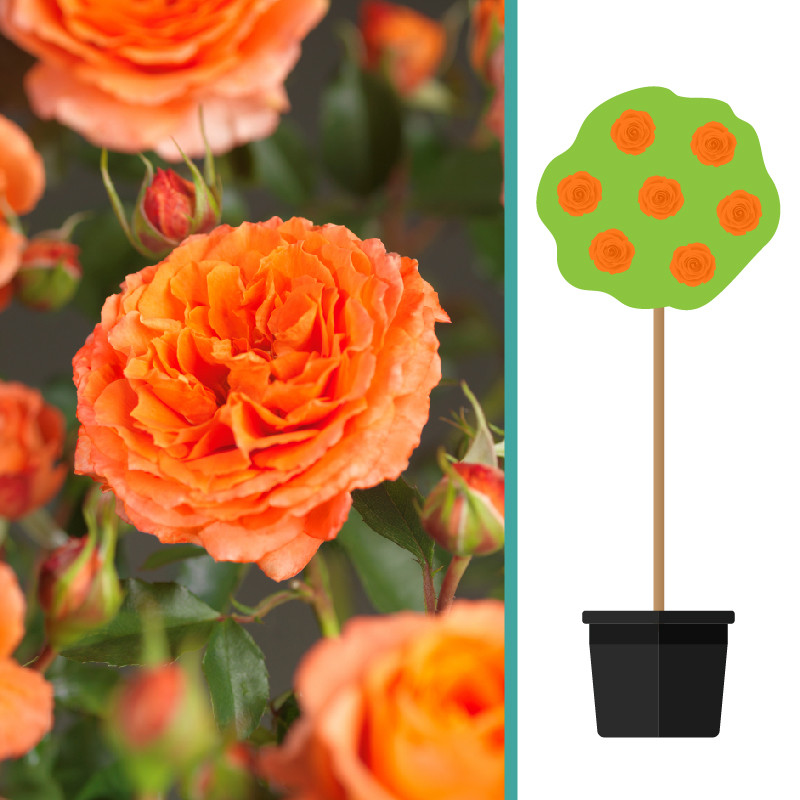 Rosa 'Orange Meilove' op stam