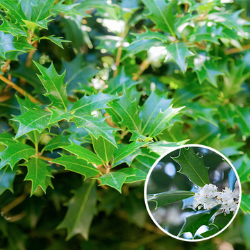 Osmanthus Ilicifolius Osmanthus Ilicifolius