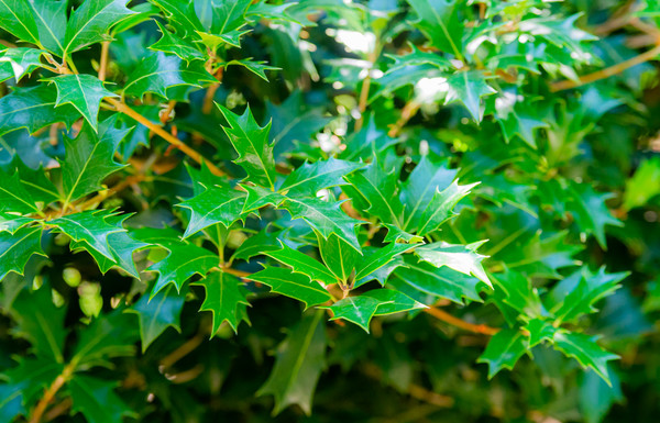 Osmanthus Illicifolius groene bladeren
