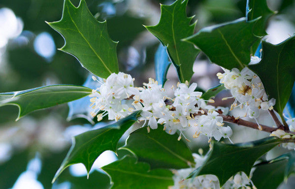 Bladeren en bloemen Osmanthus Illicifolius
