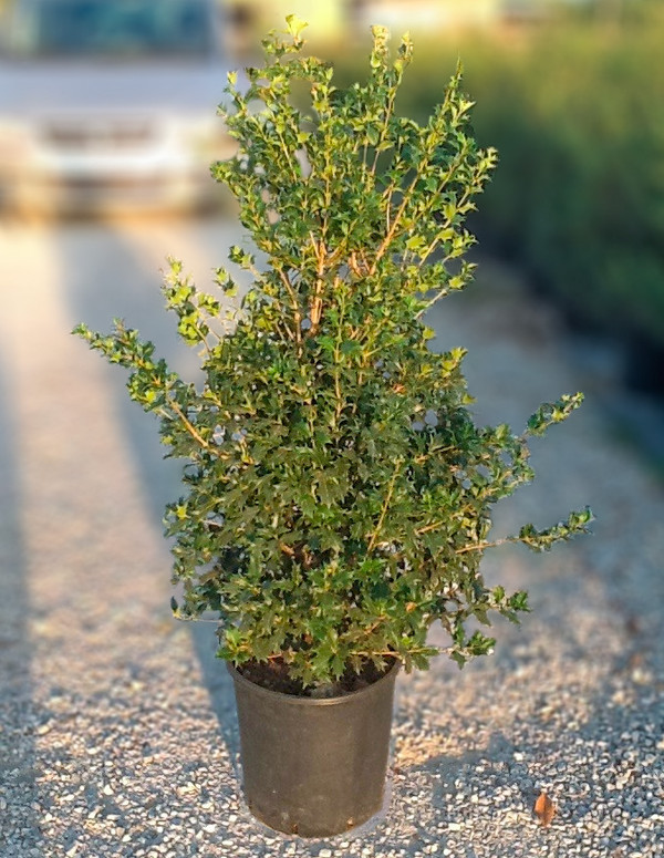 Schijnhulst of Osmanthus Illicifolius plant