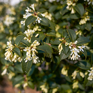 Osmanthus Burkwoodii Osmanthus Burkwoodii