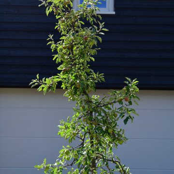 Oude appelboom Elstar
 Oude appelboom Elstar