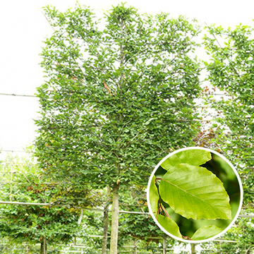 Alte Rotbuche Spalier
 Alte Rotbuche Spalier