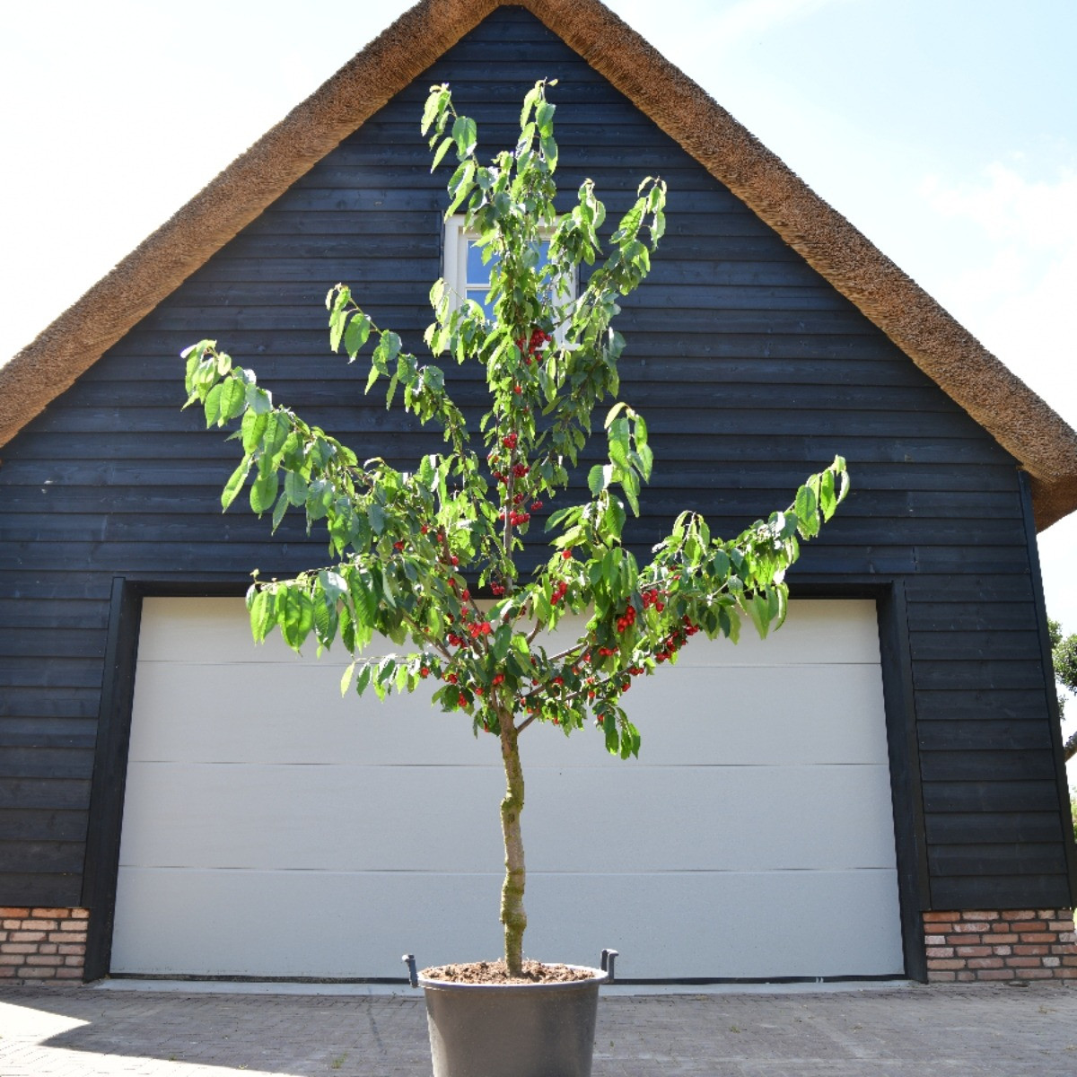 Oude Kersenboom Kordia