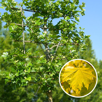 Alte Platane Spalier Alte Platane Spalier