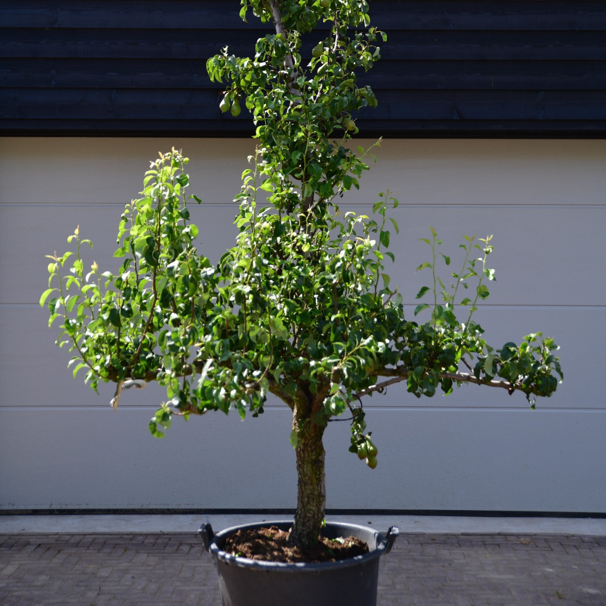 Oude Perenboom Conference
