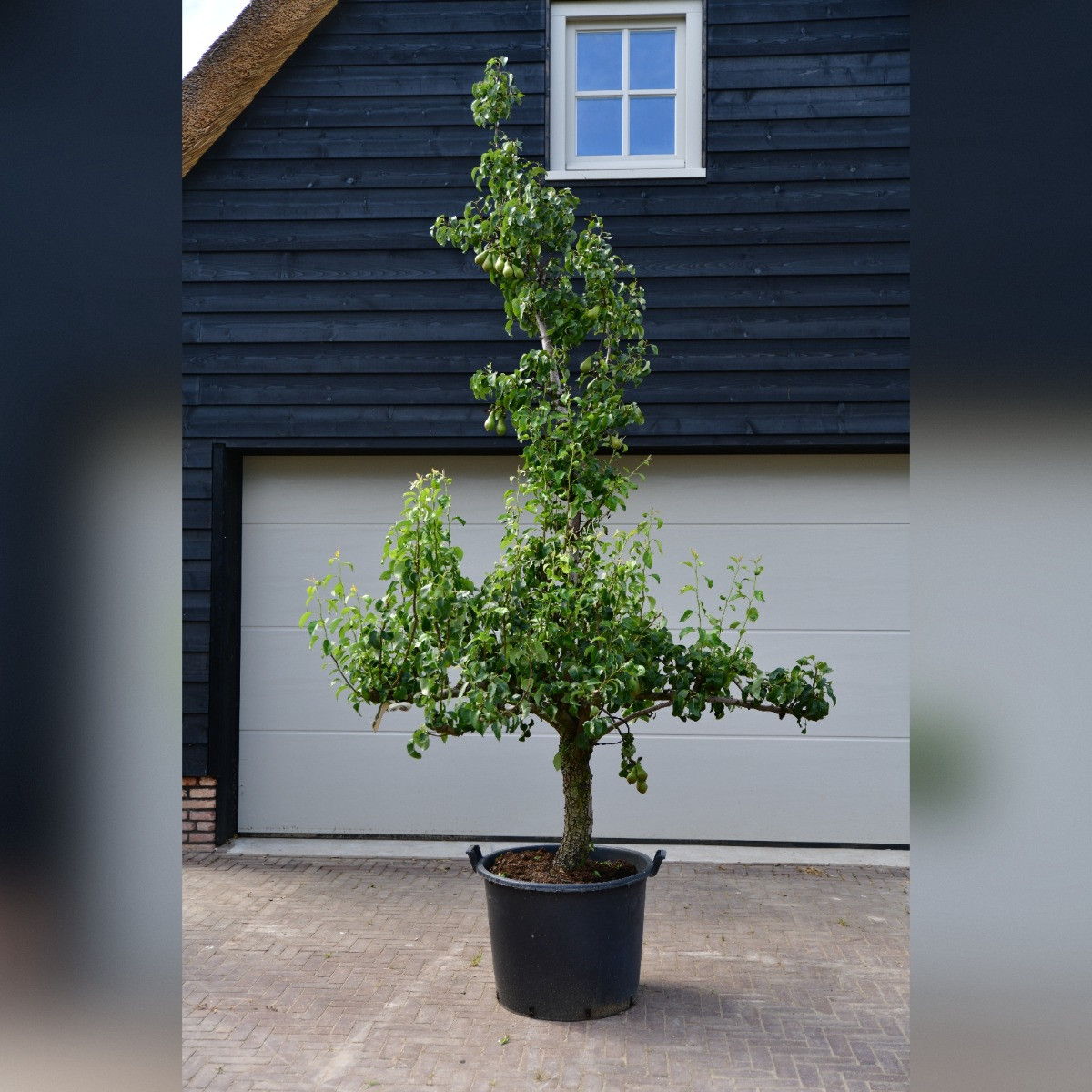 Oude Perenboom Conference