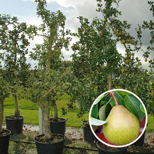 Oude perenboom 'Doyenne du Comice'