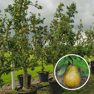 Oude perenboom 'Triomph de Vienne' Oude perenboom 'Triomph de Vienne'