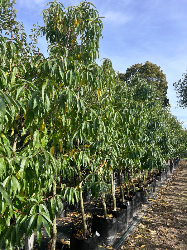 Pfirsichbaum | Prunus Persica | Baumschuleonline