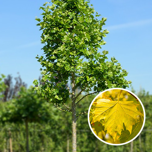 Alte Platane Mit Knoten
