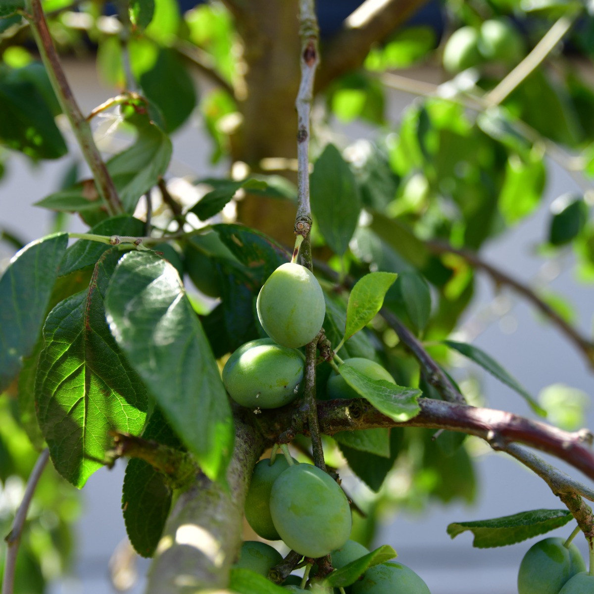 Oude Pruimenboom Opal
