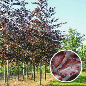 Oude Rode beuk
 Oude Rode beuk