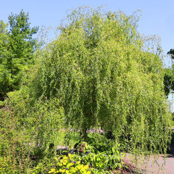 Salix sepulcralis Chrysocoma
 Salix sepulcralis Chrysocoma