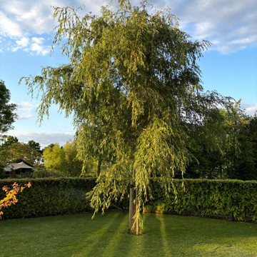 Oude treurwilg Oude treurwilg