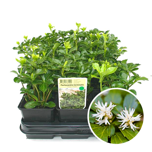 Pachysandra Green Sheen bodembedekker