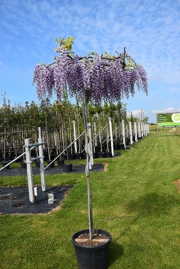 Blauregen Dachform Rund | Wisteria Simensis | Baumschuleonline