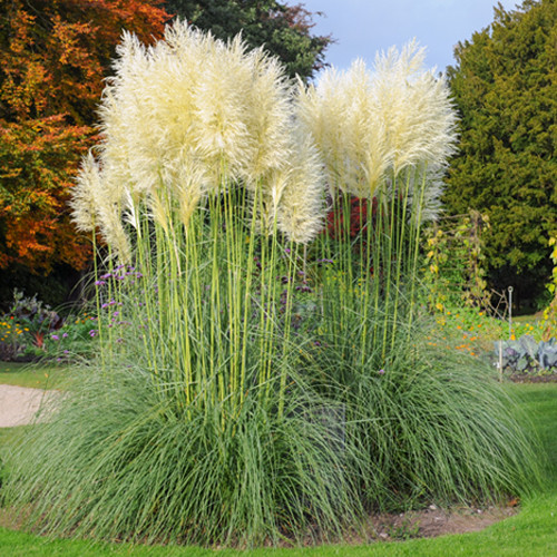 Cortaderia selloana