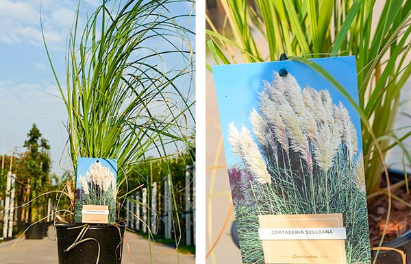 Cortaderia selloana pampasgras Baumschule