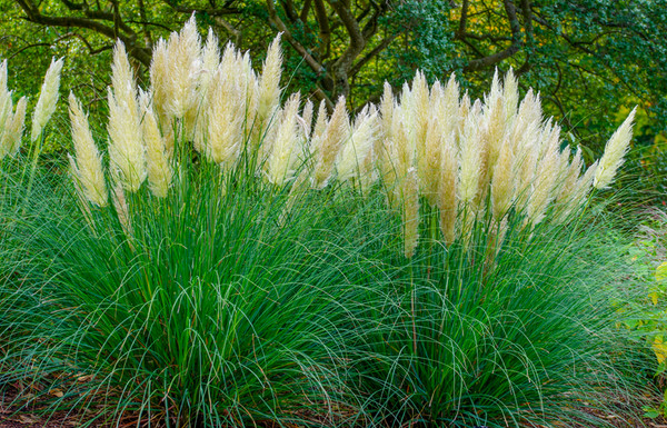 Pampasgras 'Pumila' | Cortaderia selloana Pumila | Baumschuleonline.de