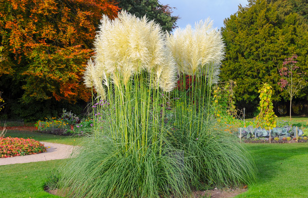 Pampasgras Cortaderia selloana Garten