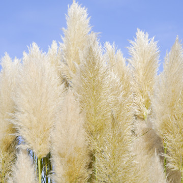 Pampasgras Sunningdale Silver Pampasgras Sunningdale Silver