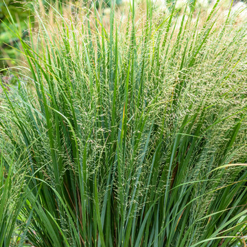 Panicum virgatum Northwind Panicum virgatum Northwind