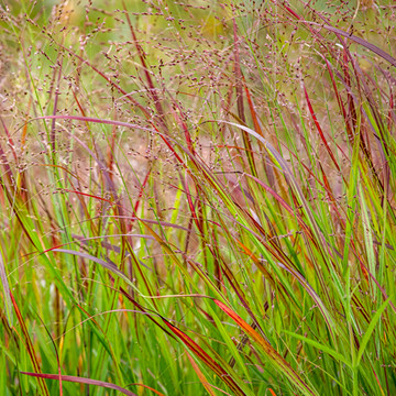 Panicum virgatum Rotstrahlbusch  Panicum virgatum Rotstrahlbusch