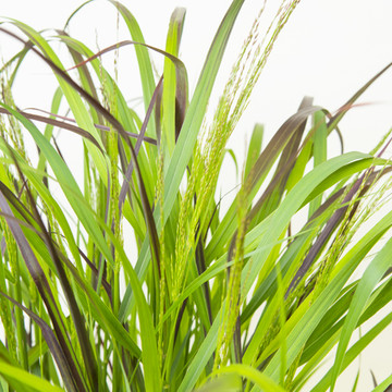 Panicum virgatum Squaw Panicum virgatum Squaw