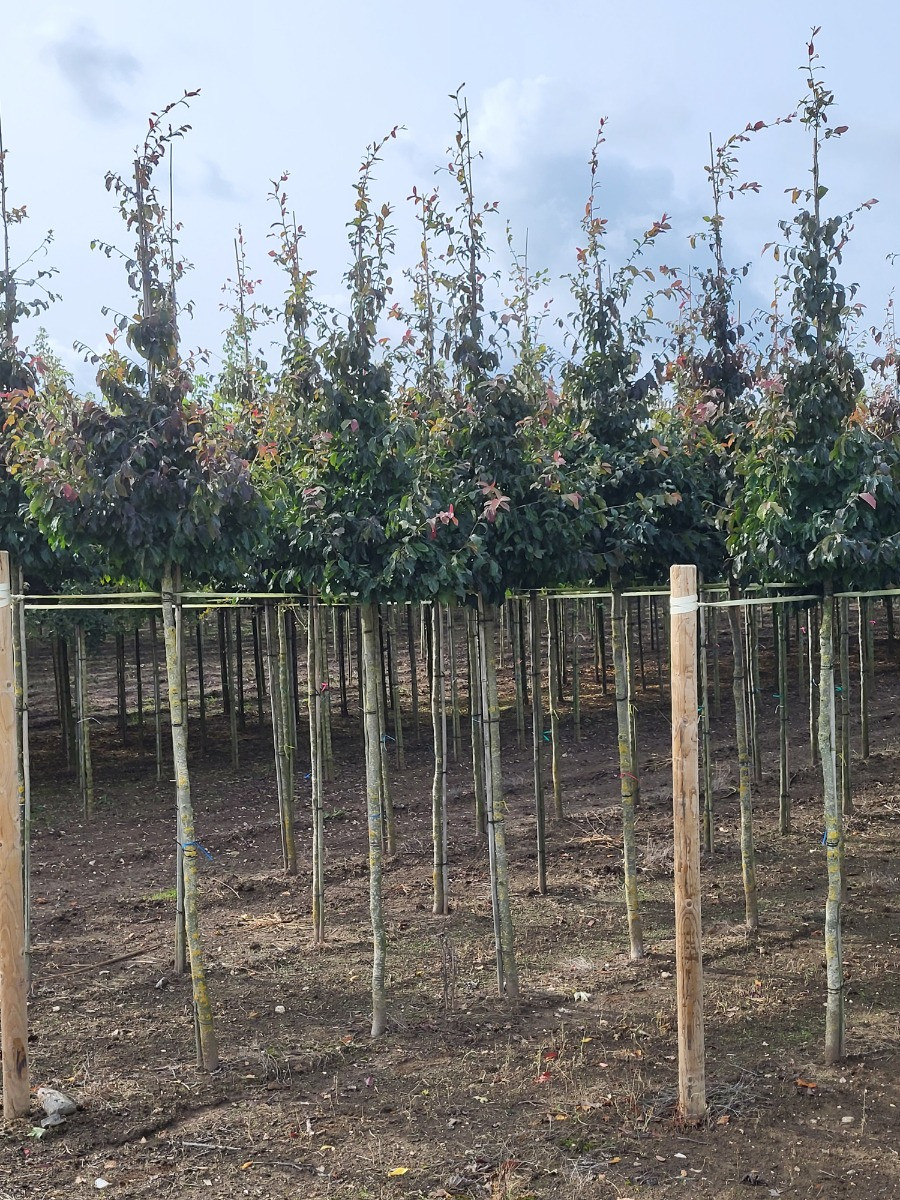 Eisenholzbaum