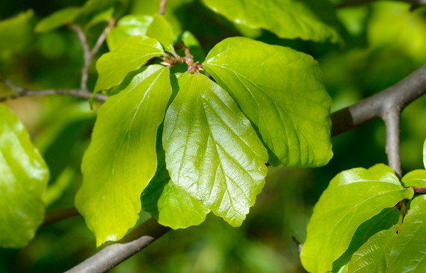 Eisenholzbaum Blatt