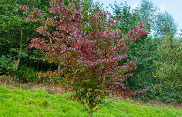 Eisenholzbaum Parrotia Persica
