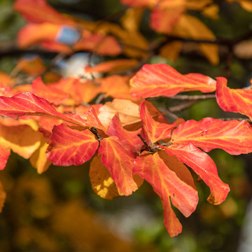 Parrotia persica leiboom Parrotia persica leiboom