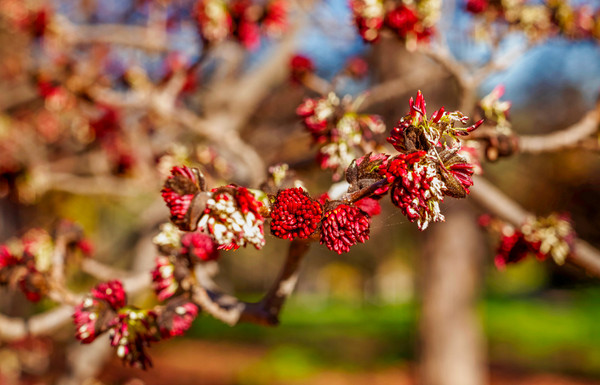 Parrotia persica Spalierbaum Blüte