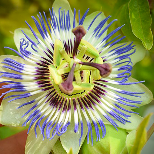 Passiflora Caerulea
