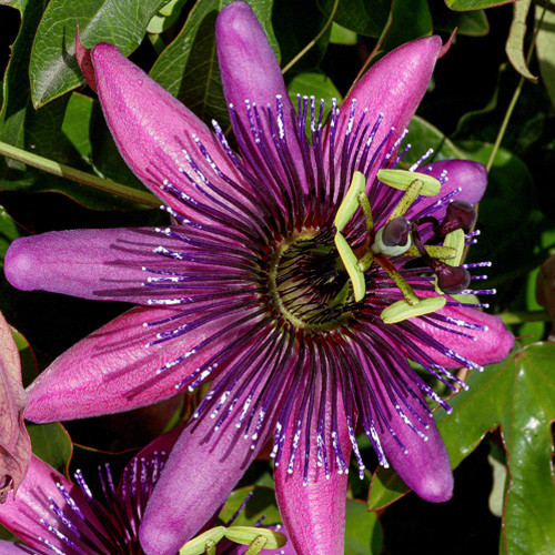 Passiebloem Lavender Lady