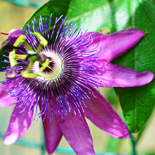 Passiflora Beervelde