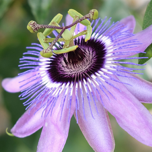 Passiflora Purple Haze