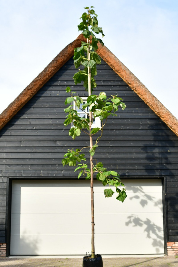 Blauglockenbaum | Paulownia Tomentosa| Baumschuleonline