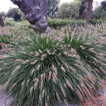 Pennisetum alopecuriodes 'Hameln'
 Pennisetum alopecuriodes 'Hameln'