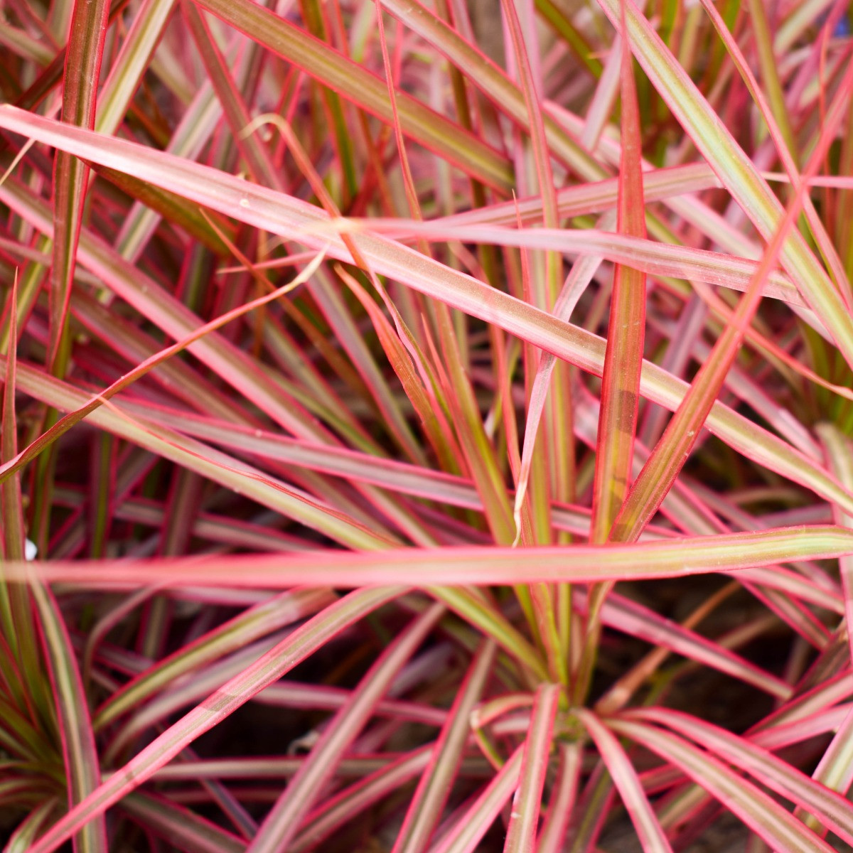 Pennisetum setaceum Fireworks