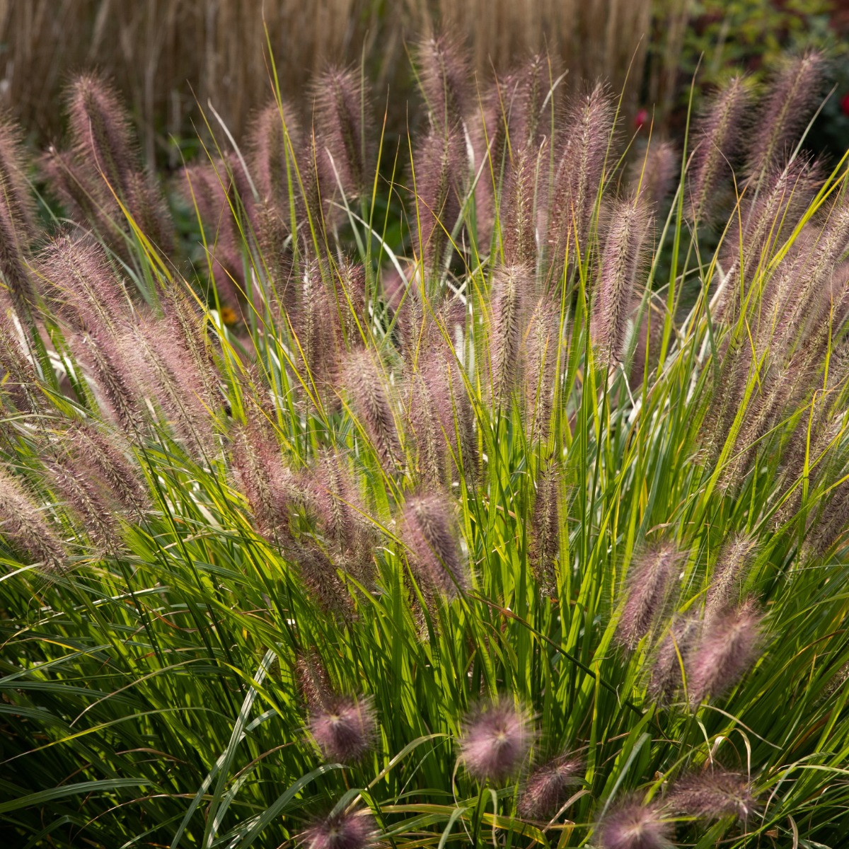 Pennisetum alopecuroides ‘Red Head’