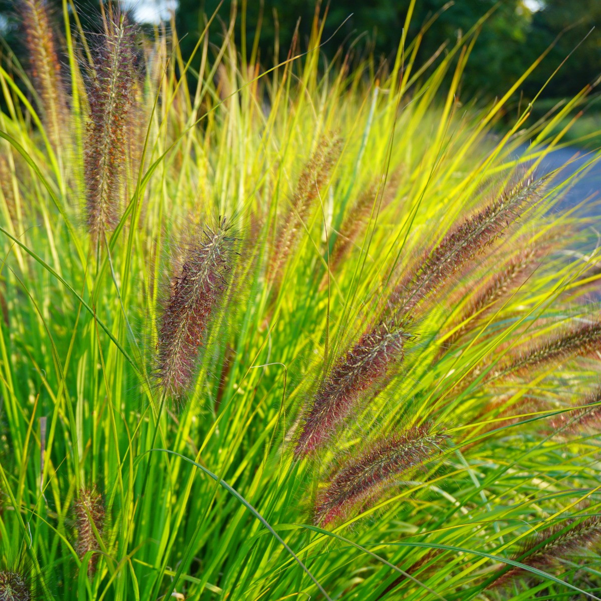 Pennisetum alopecuroides Viridescens