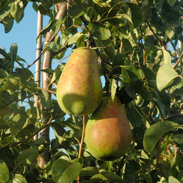 Perenboom Beurre Alexandre Lucas Perenboom Beurre Alexandre Lucas