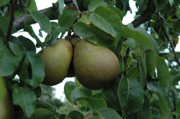 Birnbaum Beurre Hardy
