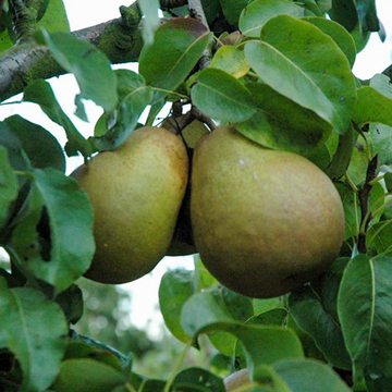 Perenboom Beurre Hardy Perenboom Beurre Hardy