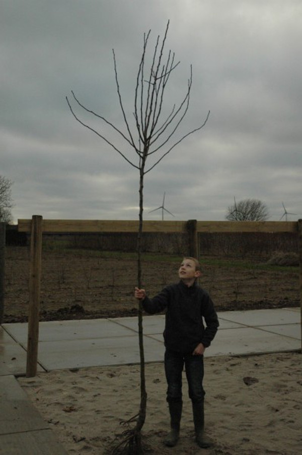 Birnbaum Beurre Hardy