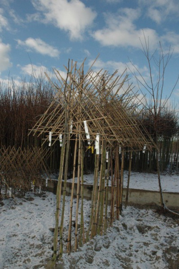 Lei perenboom hoogstam Beurre Hardy