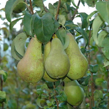 Perenboom Concorde Perenboom Concorde